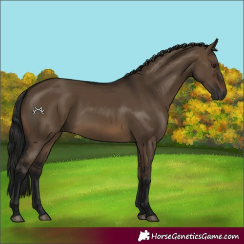 Horse Color:Gray Brown Dun 