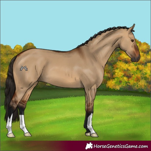 Horse Color:Gray Bay Dun 