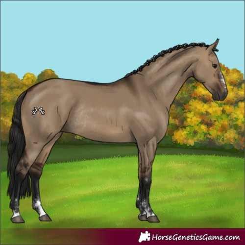Horse Color:Gray Bay Dun Rabicano 