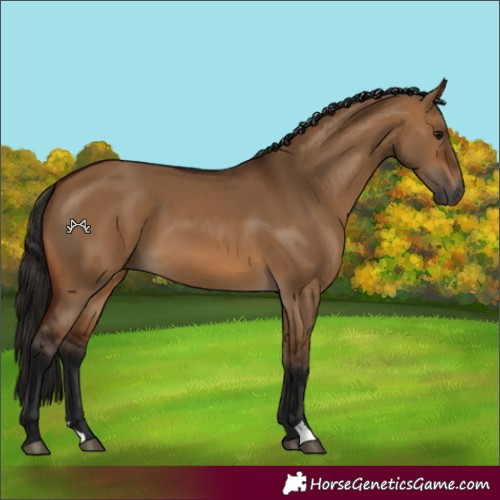 Horse Color:Gray Bay Dun