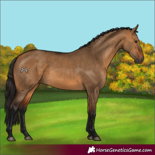 Horse Color:Gray Bay Dun