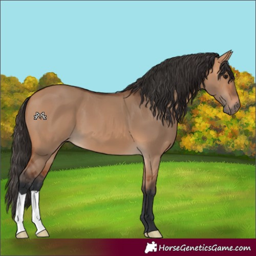 Horse Color:Bay Dun 