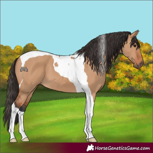 Horse Color:Bay Dun Tobiano 