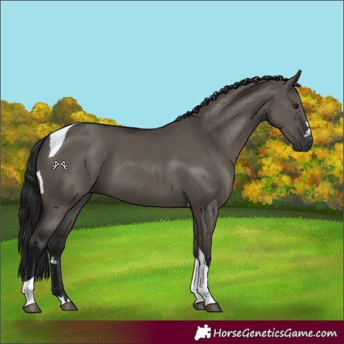 Horse Color:Gray Smoky Grullo Tobiano 