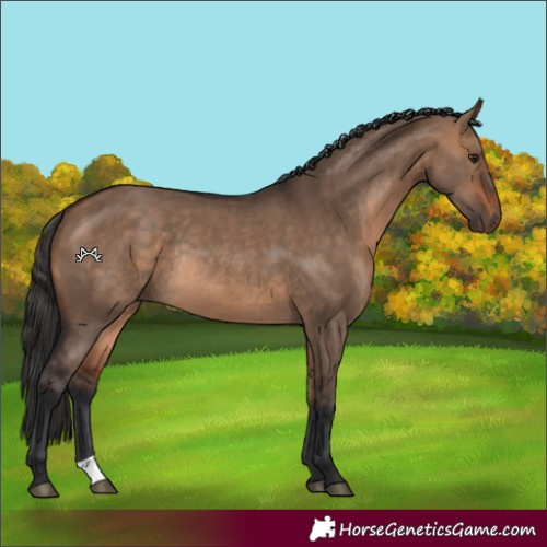 Horse Color:Bay Dun Rabicano 