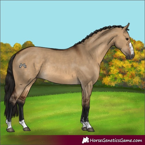 Horse Color:Gray Bay Dun Rabicano 