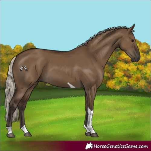 Horse Color:Gray Silver Grullo Tobiano 