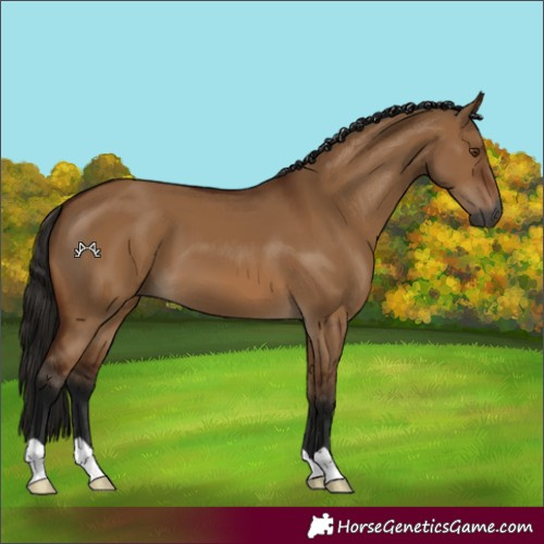 Horse Color:Gray Bay Dun 