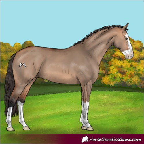 Horse Color:Bay Dun Splash 