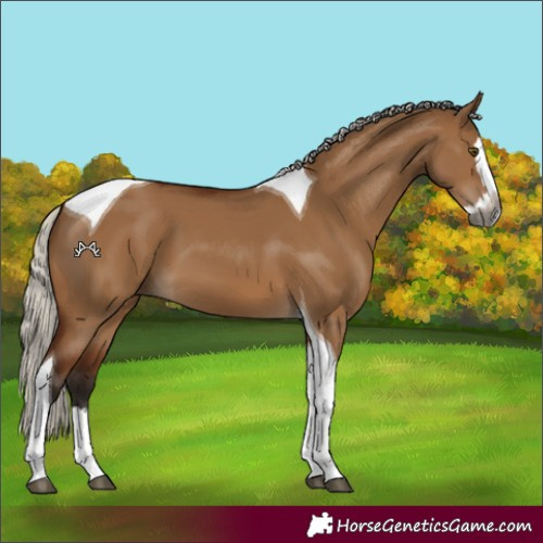 Horse Color:Gray Silver Bay Dun Splash Tobiano