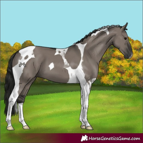 Horse Color:Gray Grullo Tobiano 
