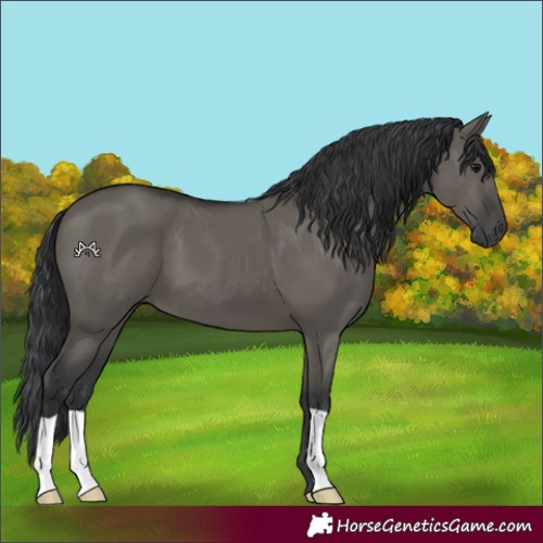 Horse Color:Grullo 