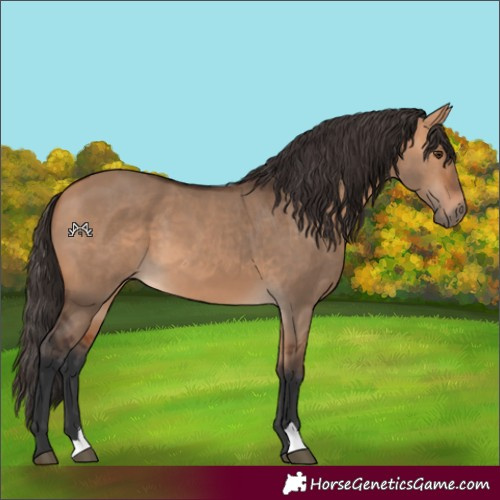 Horse Color:Bay Dun 
