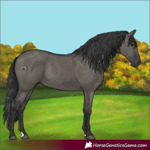 Horse Color:Grullo Rabicano