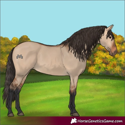 Horse Color:Bay Dun 