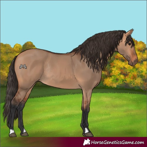 Horse Color:Bay Dun Rabicano