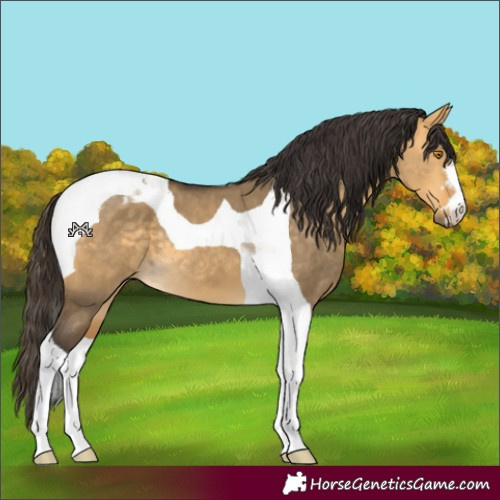 Horse Color:Buckskin Dun Tobiano 