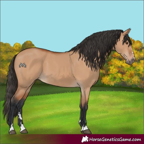Horse Color:Bay Dun