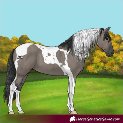 Horse Color:Grullo Tobiano 