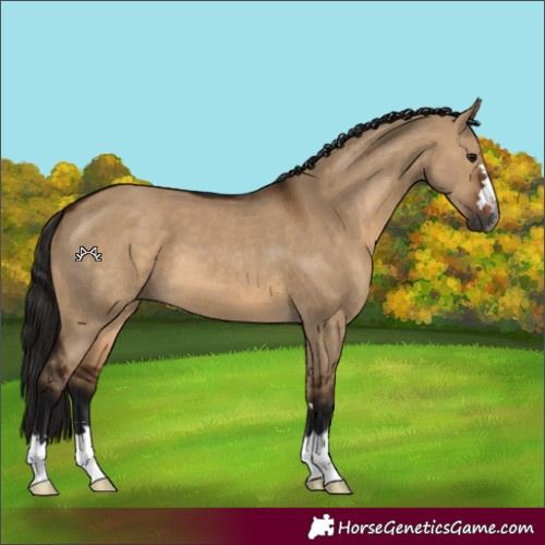 Horse Color:Gray Bay Dun 