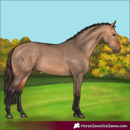 Horse Color:Bay Dun
