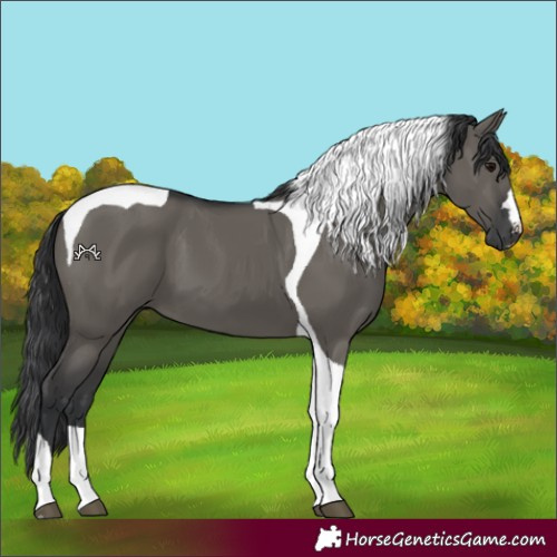 Horse Color:Grullo Tobiano 