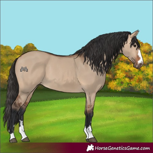 Horse Color:Bay Dun