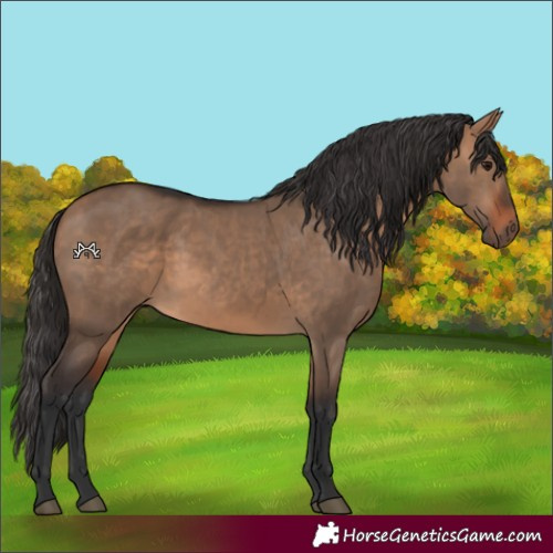 Horse Color:Bay Dun Rabicano 