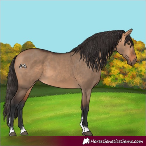 Horse Color:Bay Dun 