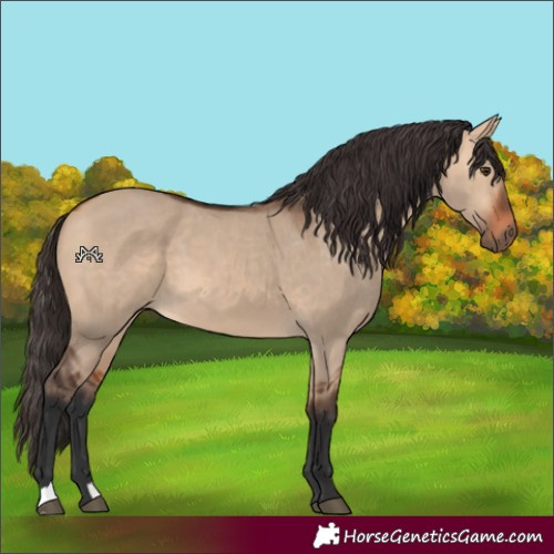 Horse Color:Bay Dun