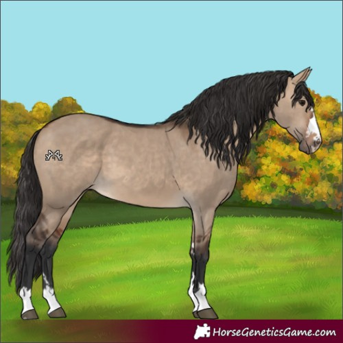 Horse Color:Bay Dun
