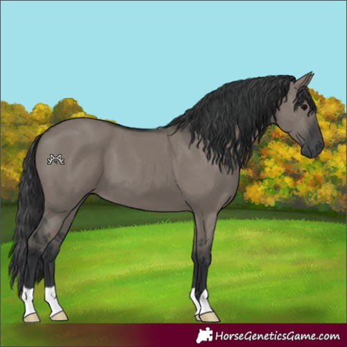 Horse Color:Grullo 