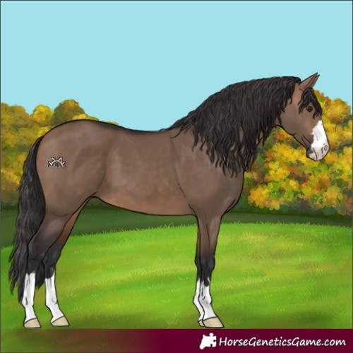 Horse Color:Brown Dun