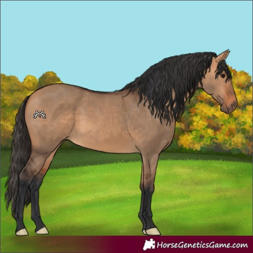 Horse Color:Bay Dun 