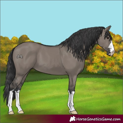 Horse Color:Grullo