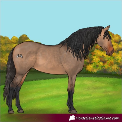 Horse Color:Bay Dun Rabicano