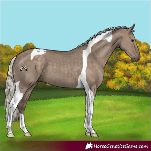 Horse Color:Silver Grullo Tobiano