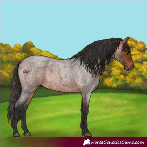 Horse Color:Bay Roan 