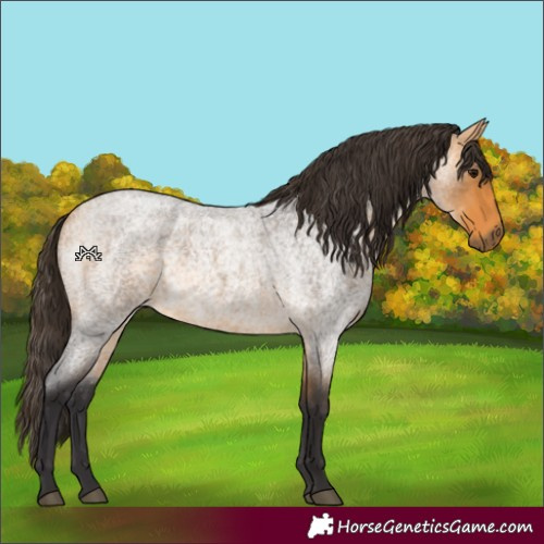 Horse Color:Buckskin Roan 