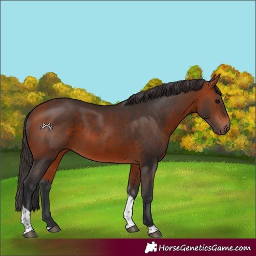 Horse Color:Bay Tobiano 
