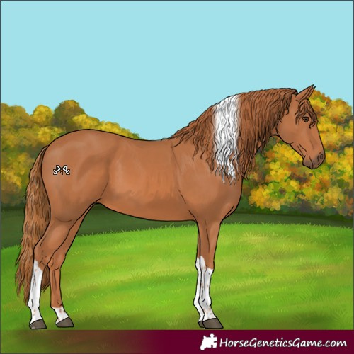 Horse Color:Chestnut Tobiano