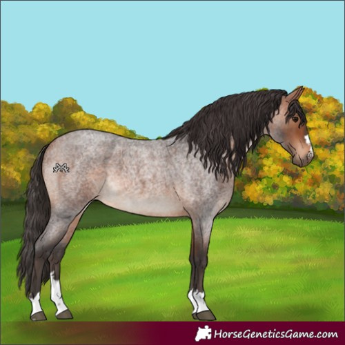 Horse Color:Bay Roan