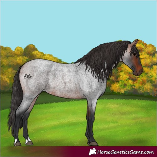Horse Color:Bay Roan 