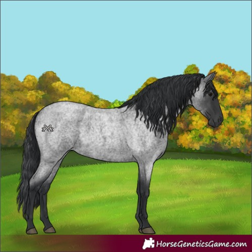 Horse Color:Blue Roan 