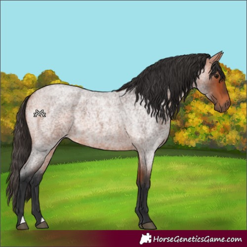 Horse Color:Bay Roan 