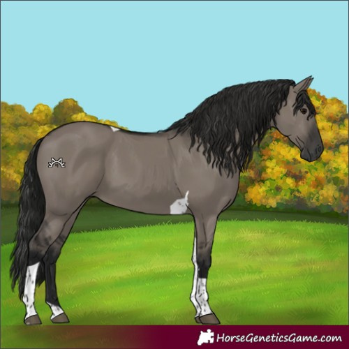 Horse Color:Gray Grullo Tobiano