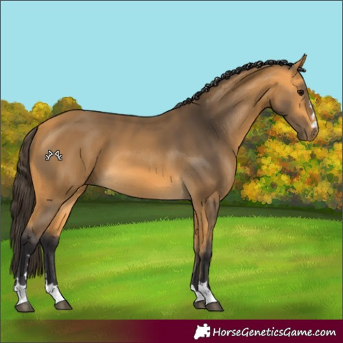 Horse Color:Buckskin 