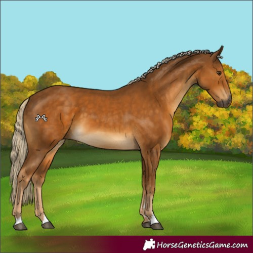 Horse Color:Gray Palomino 