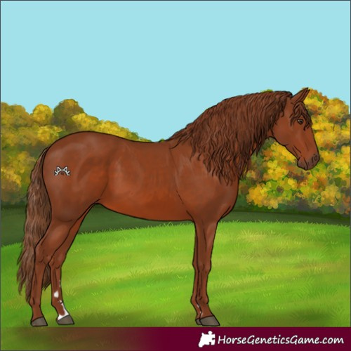 Horse Color:Chestnut 