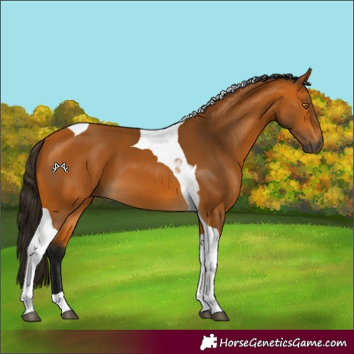 Horse Color:Gray Buckskin Tobiano